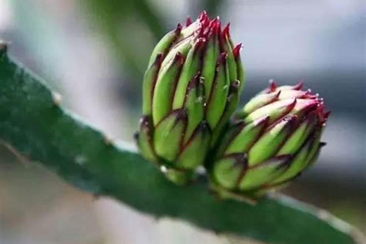 火龙果在什么时间开花？