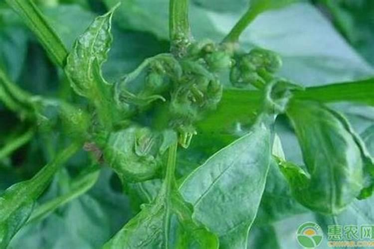 小番茄的需肥特性和施肥要点及肥料选择