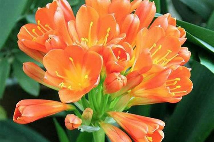 绿豆出土多大能打锄草绿至出来多长能打除草剂？