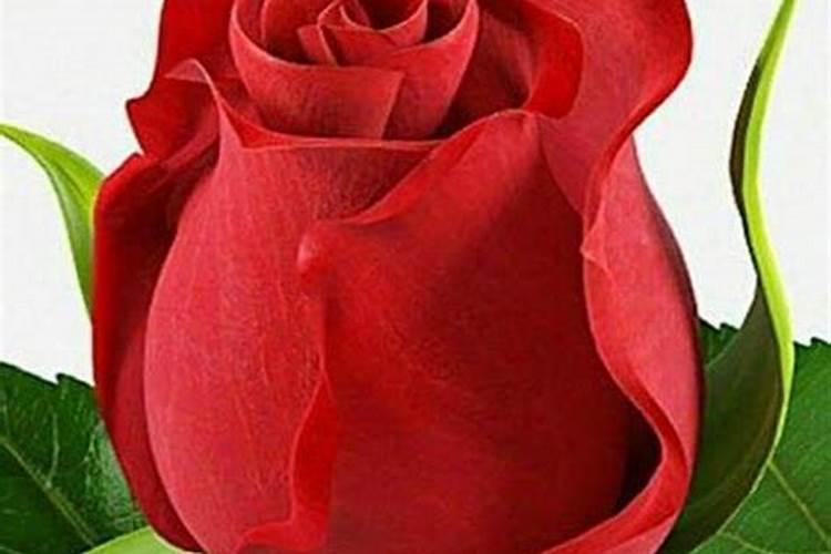 玫瑰花是有观赏性的,玫瑰花营养价值有哪些？