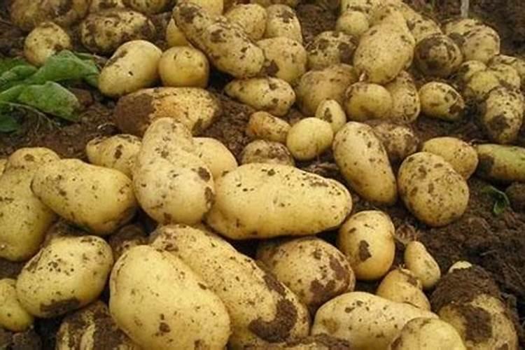 土豆开花后施什么肥料,土豆开花后结的果实能吃吗