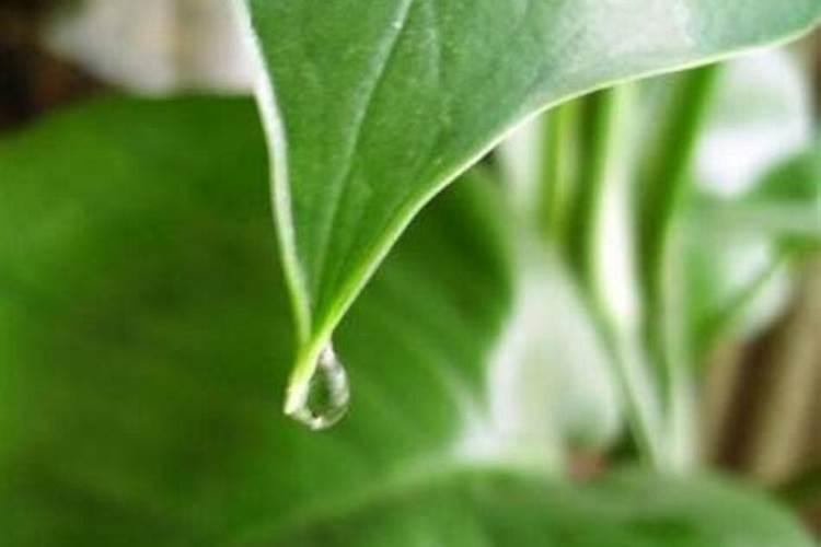 氮肥磷肥钾肥可以同时兑水浇花吗