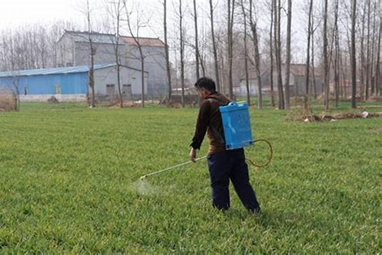 小麦扬花期过了,就是不扬花,空粒怎么办？