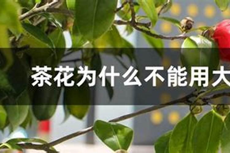 夏季养护茶花施肥注意事项