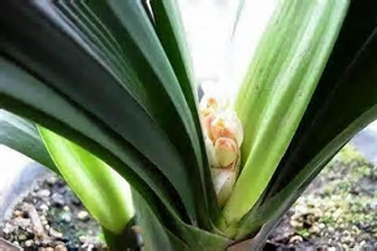 种冬瓜用什么肥料最好