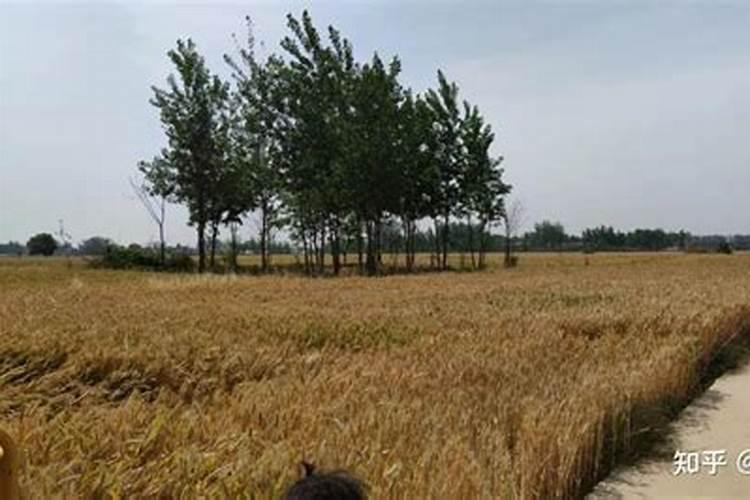 一亩地施多少斤有机肥颗粒,有机肥施在土上表面可以吗