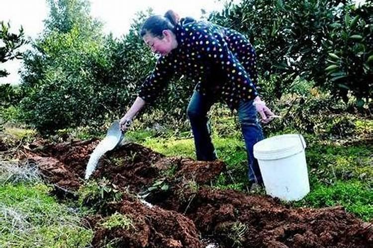 菊花开花时用什么肥料