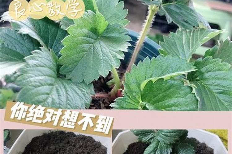 稻壳炭适合养什么花