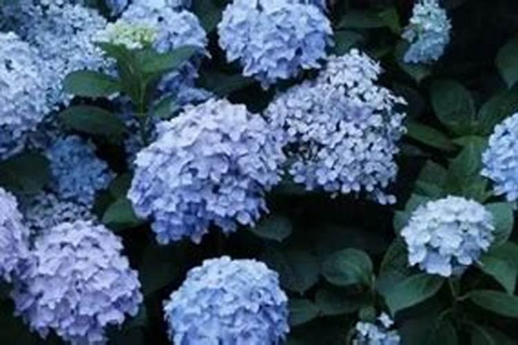 正接黄瓜长豆角开花接果每株上多少肥