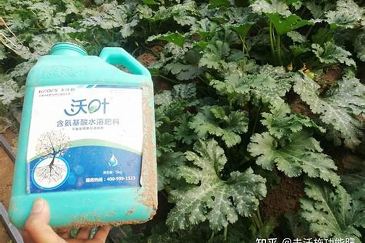 黄皮开花施什么肥