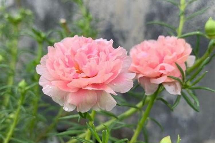 夏黑葡萄发芽到开花前应打什么叶面肥和药