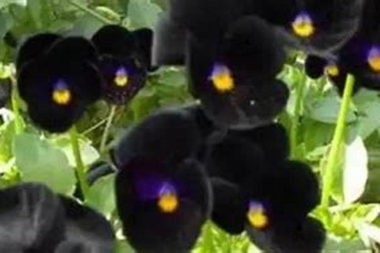 夏黑葡萄开花期间能不能施叶面肥