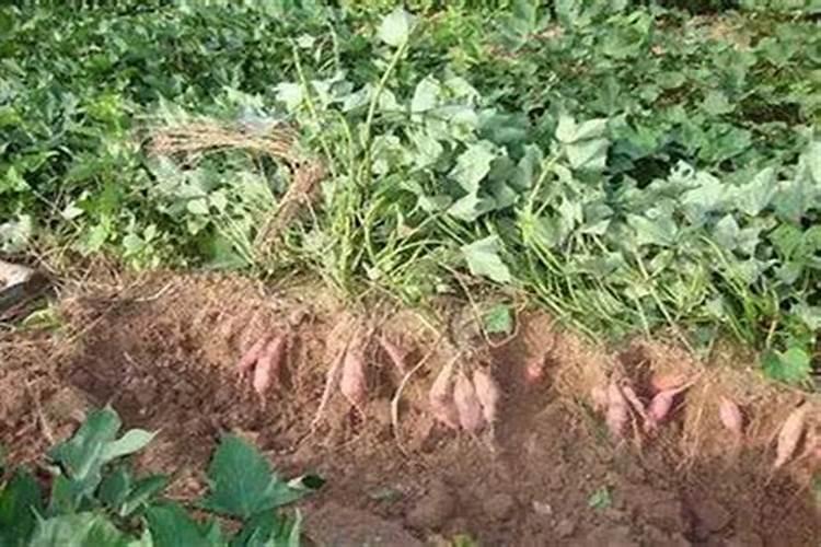 山上的竹子怎么才能除掉