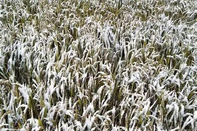 水稻播种遇到低温天气怎么办？