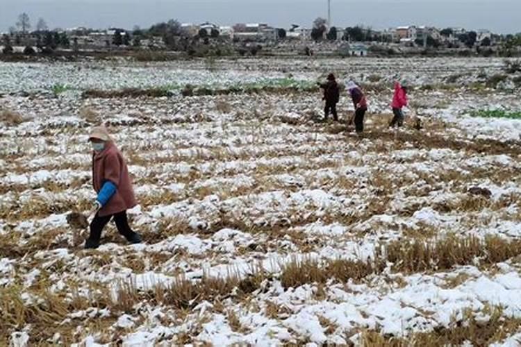 水稻后期灌浆期需要用叶面肥吗？