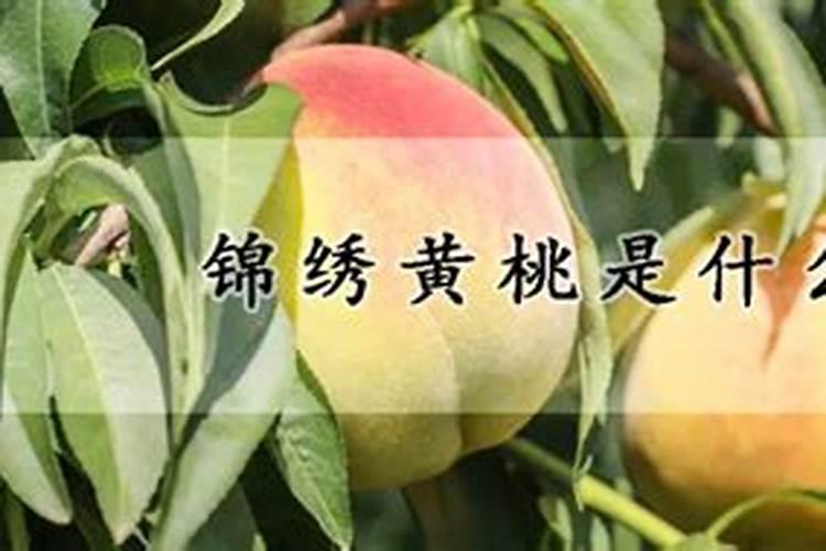 桃树用什么肥料桃甜
