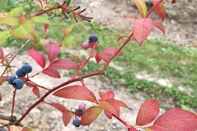 一天两根香蕉能补多少钾