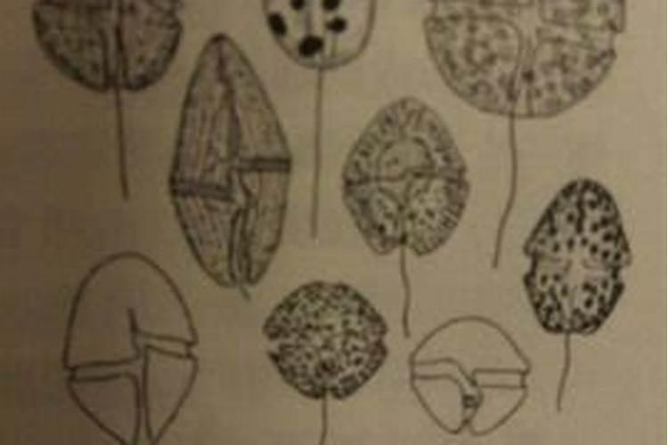 香蕉用什么肥料好