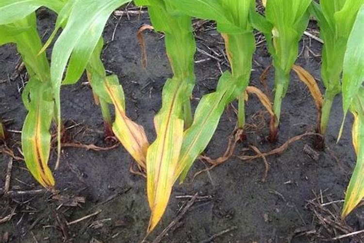 芸苔素使用技巧