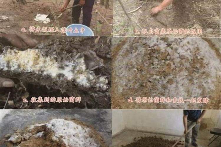 ...里的植物施肥之后,花盆里就长了许多这种白色东西,这是怎么回事啊