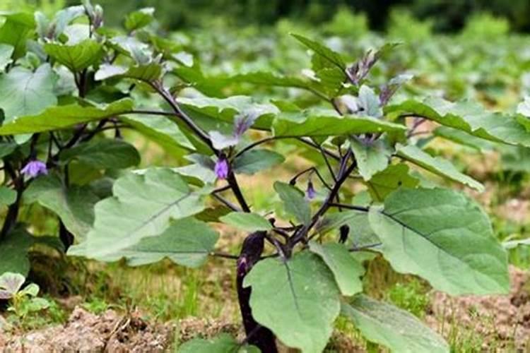 芸苔素在长茄上能否使用