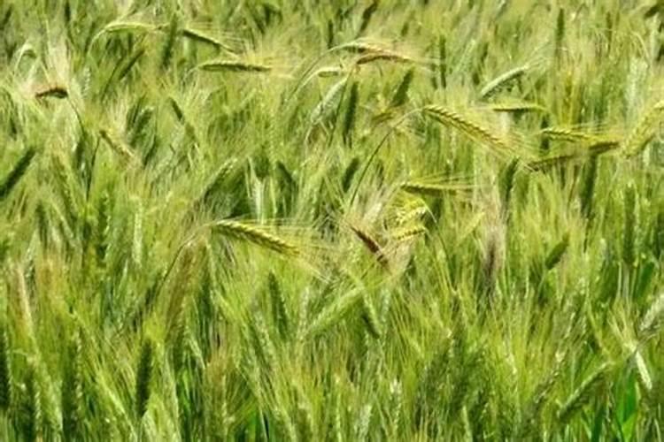 高收小麦增产套餐,有效预防小麦赤霉病