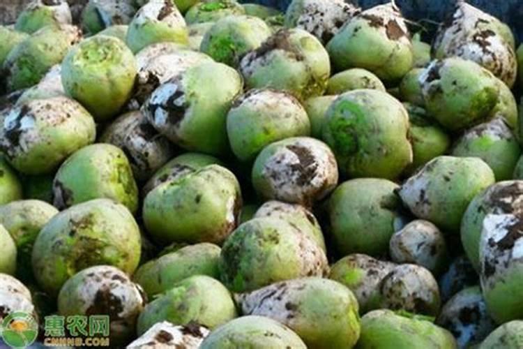 硼肥喷施过量怎么缓解？