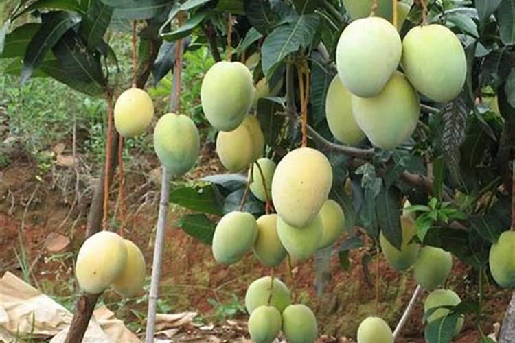 有机肥是什么肥料怎么使用