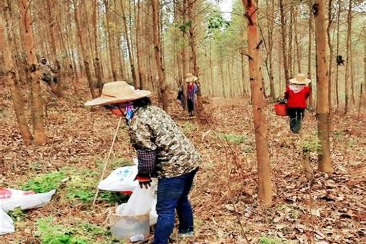 油菜什么时候施硼肥合适？