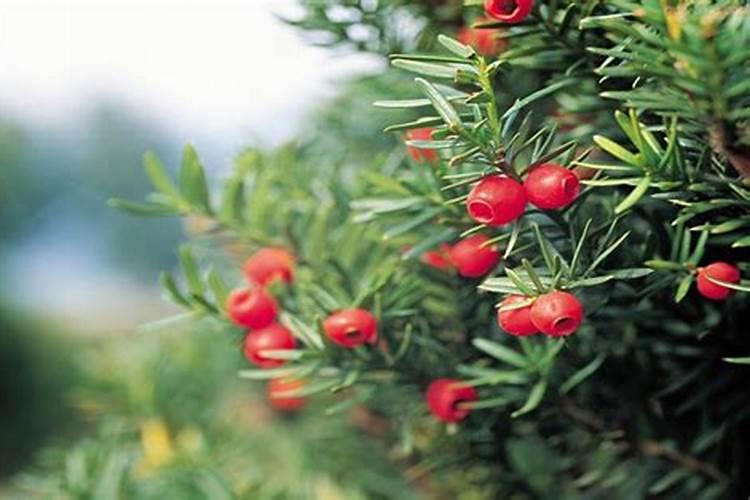 叶面喷施甲托红薯叶能渗透到下雨吗