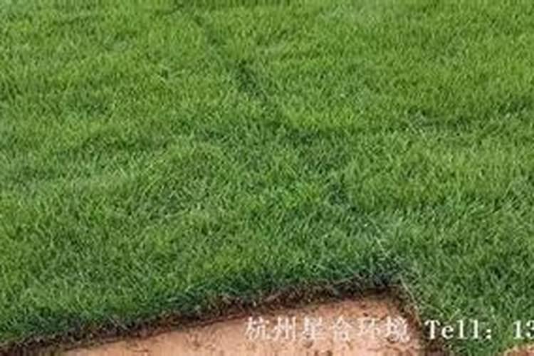 草坪需要施什么肥料好