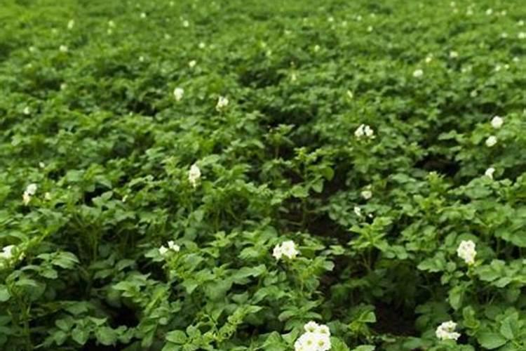 种植大葱应选择什么样的土壤？