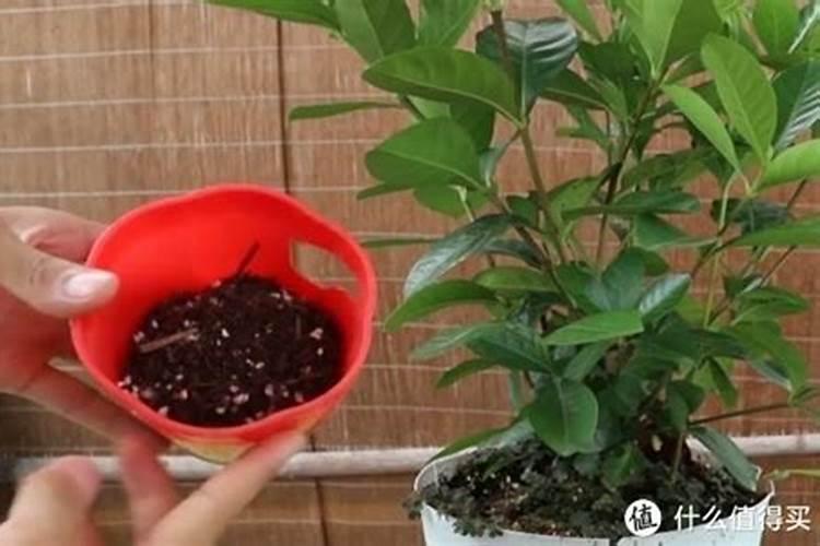 草炭土可以增加透气性吗
