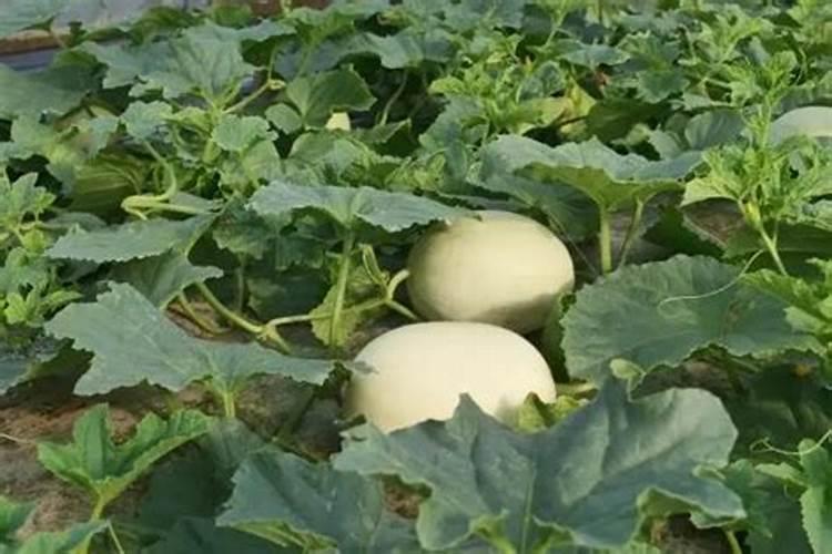 化肥厂投料高塔车间挣钱多吗