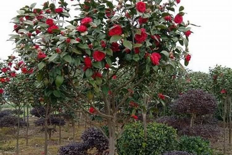 豆粕饼肥含有硼元素吗