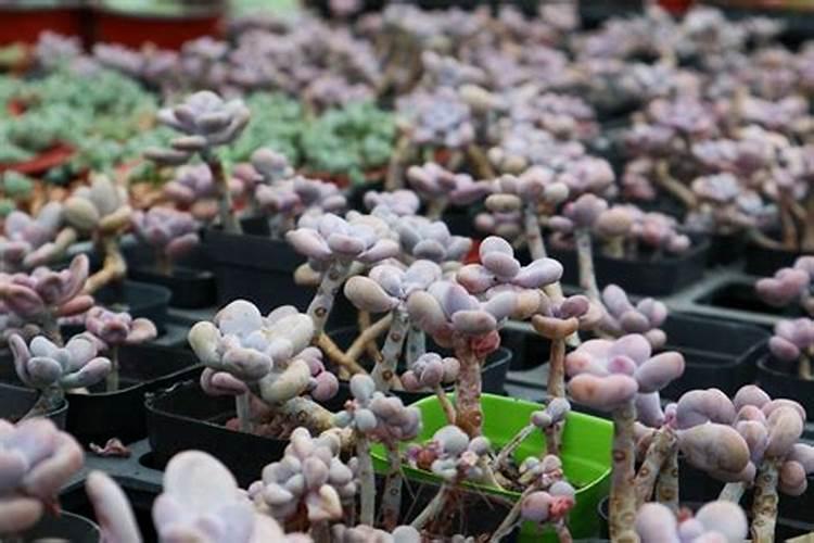 川贝母怎么种植