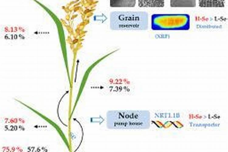 富硒米的生产方式