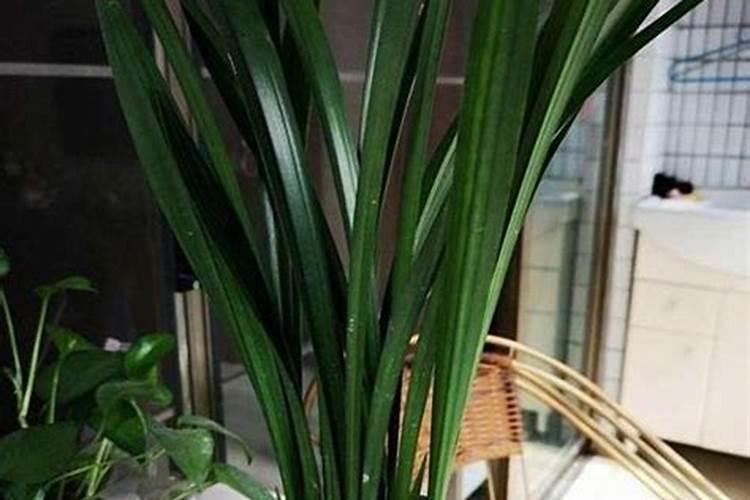 常见的浇花的钾肥和磷肥是什么