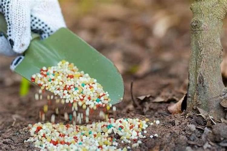 八月中旬大葱施什么肥好