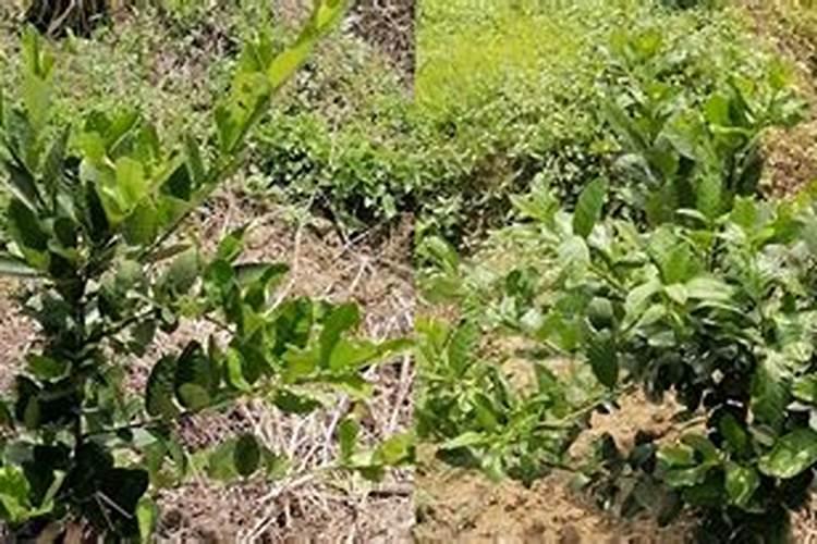 钾肥和磷肥能一起用吗 钾肥和钙肥可以混用吗