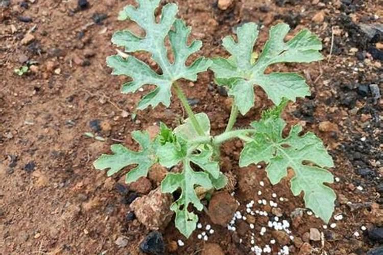 水溶肥施用后多久见效