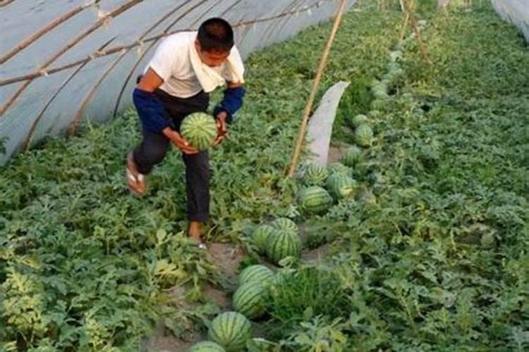 西瓜增甜最佳肥料