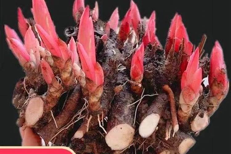 芍药底肥放什么肥好(底肥施用方法)