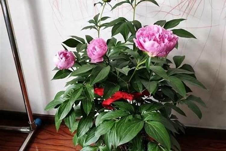 芍药蔫了怎么补救