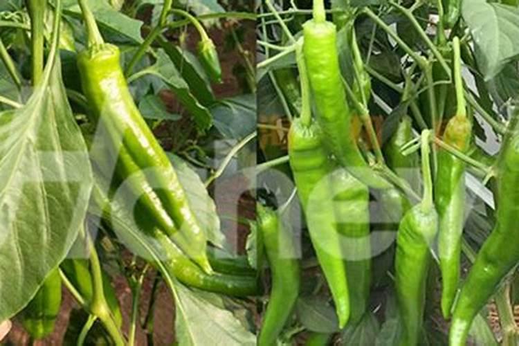 辣椒膨果期用哪种肥料比较好？辣椒喷施昆仑风叶面肥料？