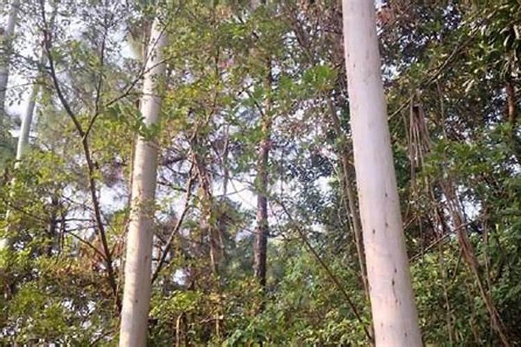 韭菜高产施肥技术及叶面肥使用建议