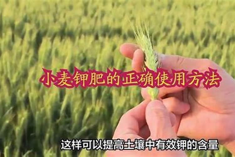 小麦喜欢硫酸钾还是氯化钾 小麦用硫酸钾还是氯化钾