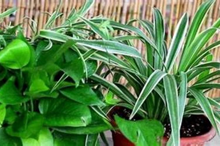 绿萝施什么肥料最好