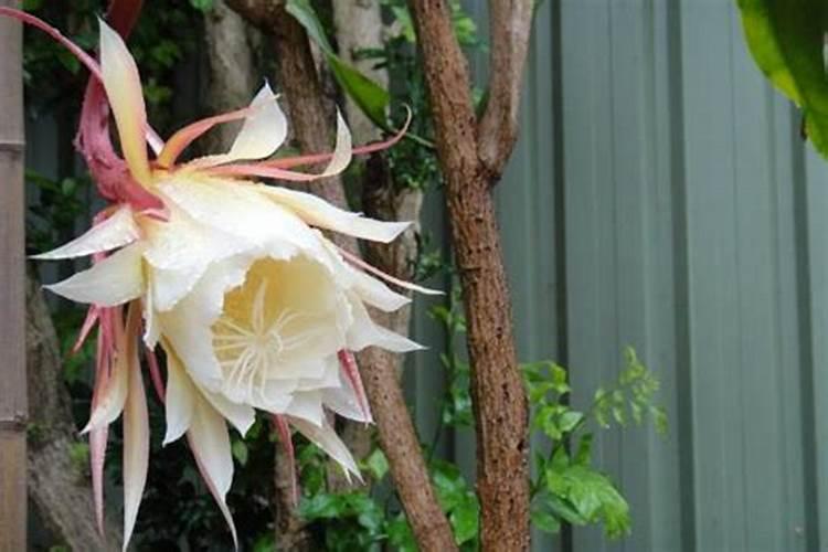 昙花叶面肥怎么施