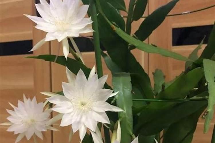 昙花施肥用什么肥料,长花蕾的时候可以施肥吗